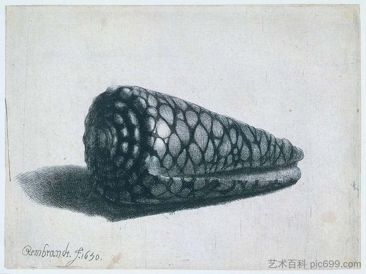 贝壳(Conus marmoreus) The Shell (Conus marmoreus) (1650)，伦勃朗