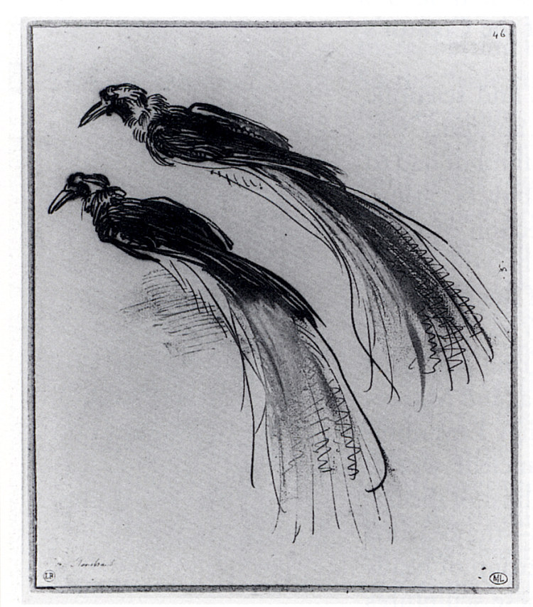 天堂鸟的两项研究 Two Studies Of A Bird Of Paradise (1630)，伦勃朗