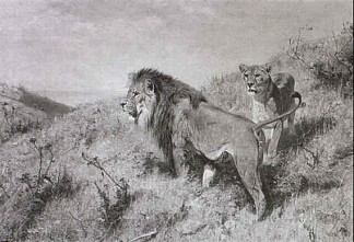 大草原上的一对狮子 Löwenpaar in der Savanne，理查德德弗里泽