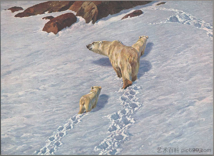 北极熊家族 Polar bear family，理查德德弗里泽