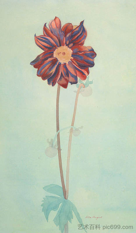 大丽花 Dahlia (1953)，丽塔·安格斯