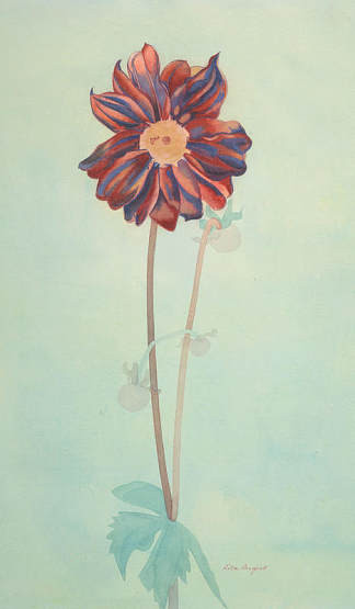 大丽花 Dahlia (1953)，丽塔·安格斯