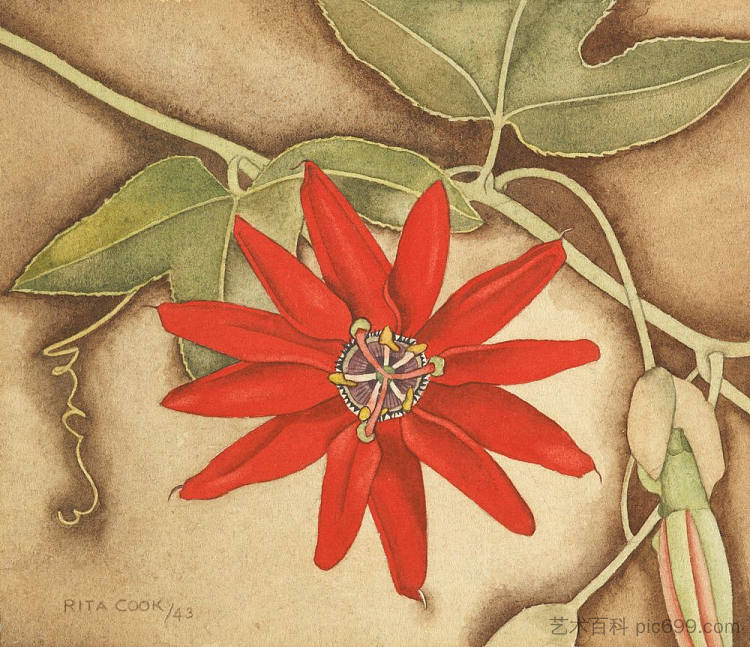 西番莲 Passionflower (1943)，丽塔·安格斯