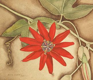 西番莲 Passionflower (1943)，丽塔·安格斯