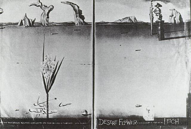 沙漠中的花 Flower in the Desert (1946)，萨尔瓦多·达利