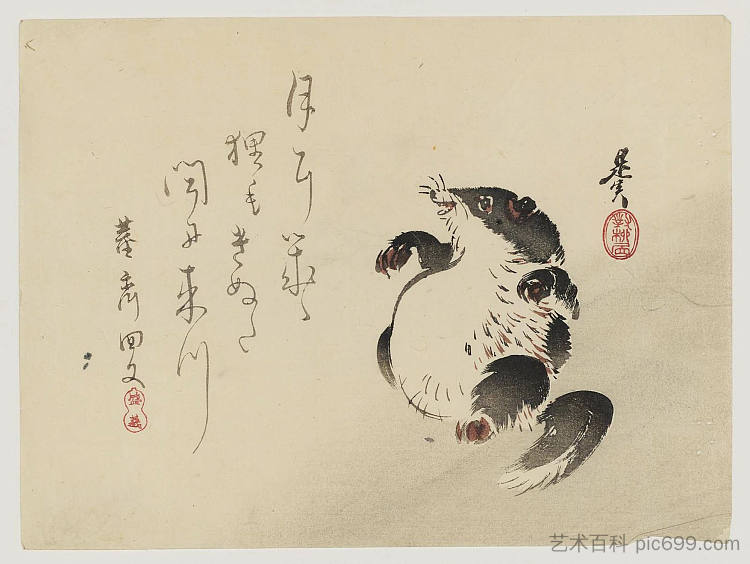 浣熊狗（狸猫） Racoon-dog (Tanuki)，柴田是真