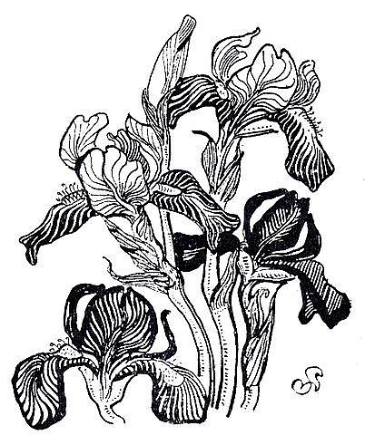 虹膜 Irises，斯坦尼斯拉夫·维斯皮安斯基