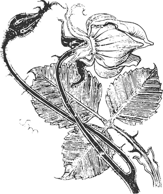 玫 Rose，斯坦尼斯拉夫·维斯皮安斯基