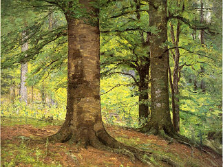 山毛榉树 Beech Trees (1895)，T·C·斯蒂尔