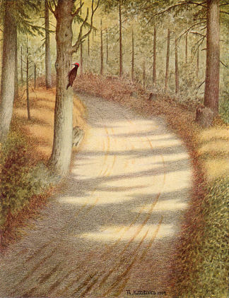 啄木鸟 Woodpecker (1900)，蒂奥多·吉特尔森