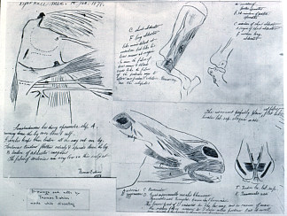 解剖学研究 Anatomical studies (c.1879)，托马斯·伊肯斯