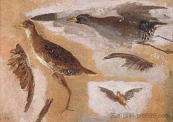 猎鸟研究，可能是维吉尼亚铁轨 Studies of Game Birds, probably Viginia Rails，托马斯·伊肯斯