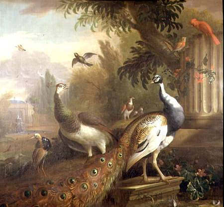 孔雀和孔雀与古典景观中的红色红衣主教 Peacock and Peahen with a Red Cardinal in a Classical Landscape，托比亚斯·斯特兰诺弗