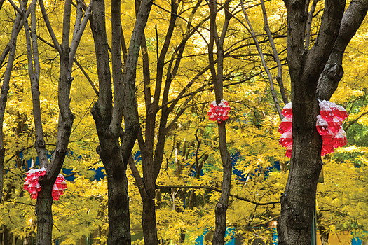 一只小鸟在日常伊甸园告诉我（安装视图） A Little Bird Told Me in Everyday Eden (installation view) (2008)，托尼·费赫