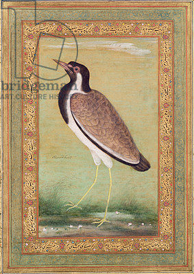 印度拉翼 Indian Lapwing，乌司达·万舍