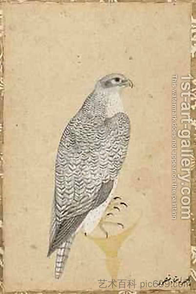 来自印度北部的猎鹰肖像 Portrait of a Falcon from Northern India，乌司达·万舍