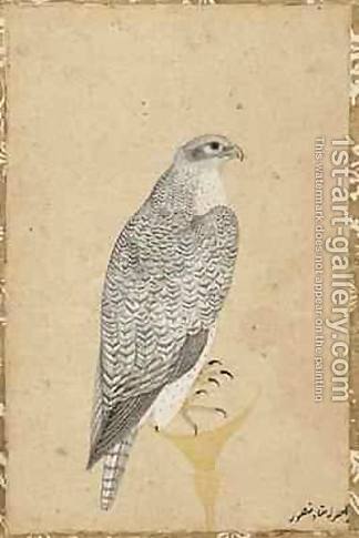 来自印度北部的猎鹰肖像 Portrait of a Falcon from Northern India，乌司达·万舍