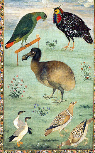 无题（渡渡鸟） Untitled (Dodo) (c.1625)，乌司达·万舍