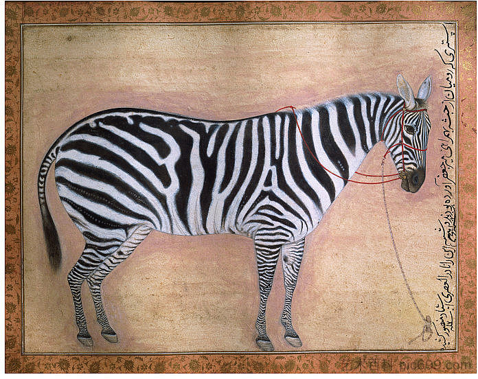 斑马 Zebra (1621)，乌司达·万舍