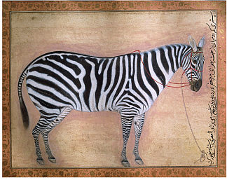 斑马 Zebra (1621)，乌司达·万舍