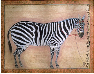 斑马 Zebra (1621)，乌司达·万舍