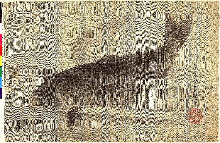 水中灰鲤鱼 Grey carp in water，目歌川豊国二代