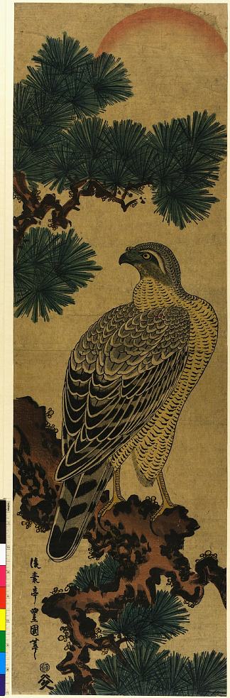 卡乔加。松树枝上的猎鹰，上方升起的太阳 Kachoga. Falcon on a pine branch, rising sun above，目歌川豊国二代