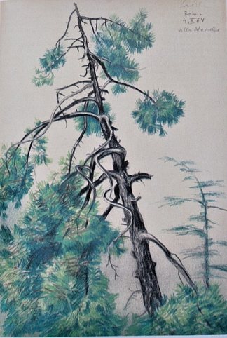 树。罗马， 阿巴梅莱卡别墅 Tree. Rome, Abameleca Villa (1964)，瓦西里·卡西扬