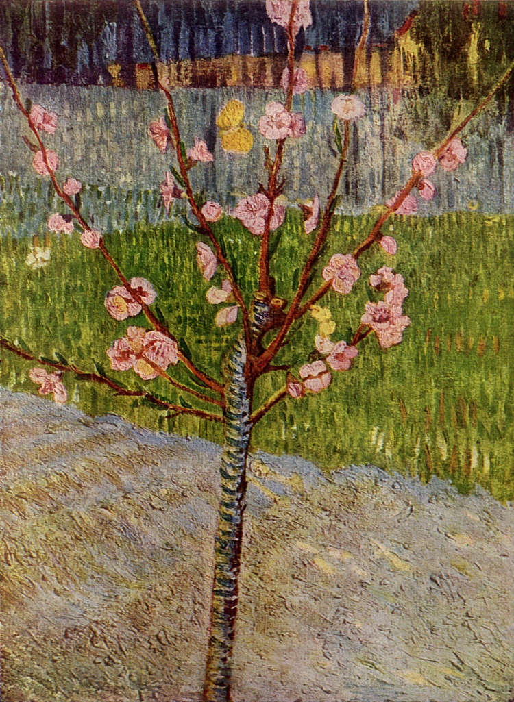 盛开的杏仁树 Almond Tree in Blossom (1888; Arles,Bouches-du-Rhône,France  )，文森特·梵高