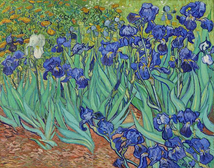 虹膜 Irises (1889; Saint-rémy-de-provence,France  )，文森特·梵高