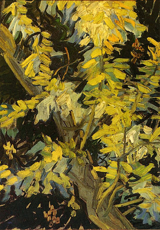 盛开的金合欢树枝 Blossoming Acacia Branches (1890; Auvers-sur-oise,France                     )，文森特·梵高