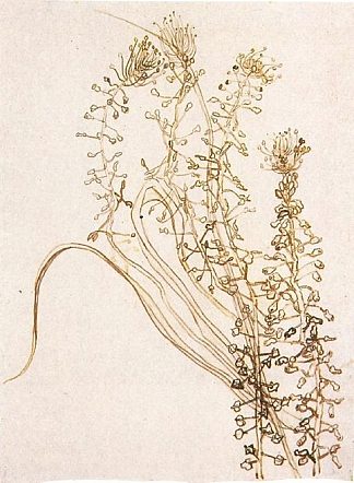 繁花似锦的枝条上 Blossoming Branches (1890)，文森特·梵高