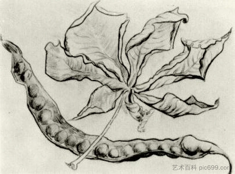 枯叶和豆荚 Dead Leaf and Pod (1890; Auvers-sur-oise,France  )，文森特·梵高