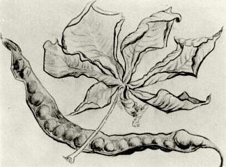 枯叶和豆荚 Dead Leaf and Pod (1890; Auvers-sur-oise,France                     )，文森特·梵高