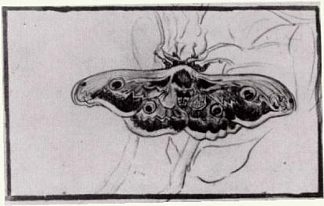 死亡头蛾 Death’s Head Moth (1889; Arles,Bouches-du-Rhône,France                     )，文森特·梵高