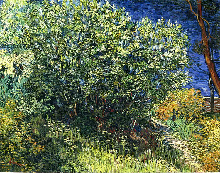 丁香灌木 Lilac Bush (1889; Arles,Bouches-du-Rhône,France  )，文森特·梵高