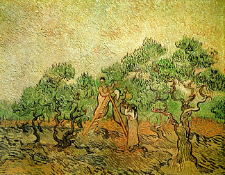 橄榄采摘 Olive Picking (1889; Saint-rémy-de-provence,France                     )，文森特·梵高