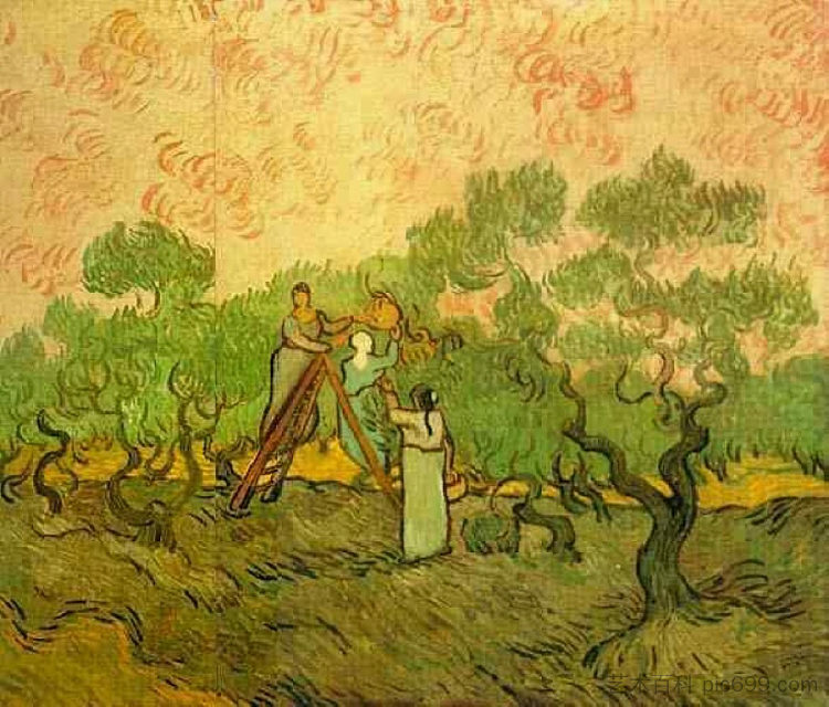 橄榄采摘 Olive Picking (1889; Saint-rémy-de-provence,France  )，文森特·梵高