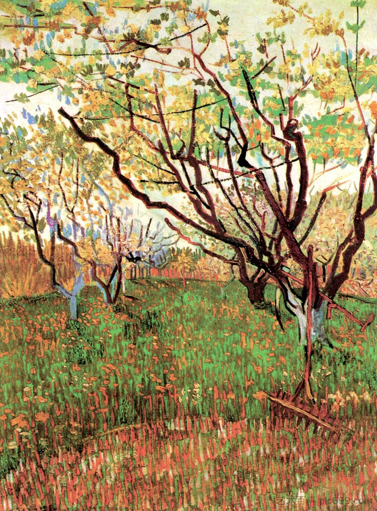 开花的果园 Orchard in Blossom (1888; Arles,Bouches-du-Rhône,France  )，文森特·梵高