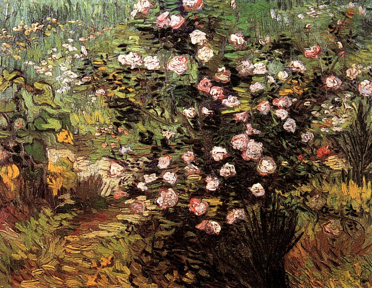 盛开的玫瑰花丛 Rosebush in Blossom (1889; Arles,Bouches-du-Rhône,France  )，文森特·梵高