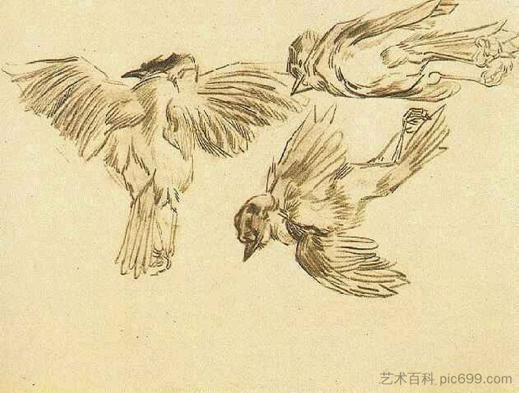 一只死麻雀的研究 Studies of a Dead Sparrow (1885; Nunen / Nuenen,Netherlands  )，文森特·梵高