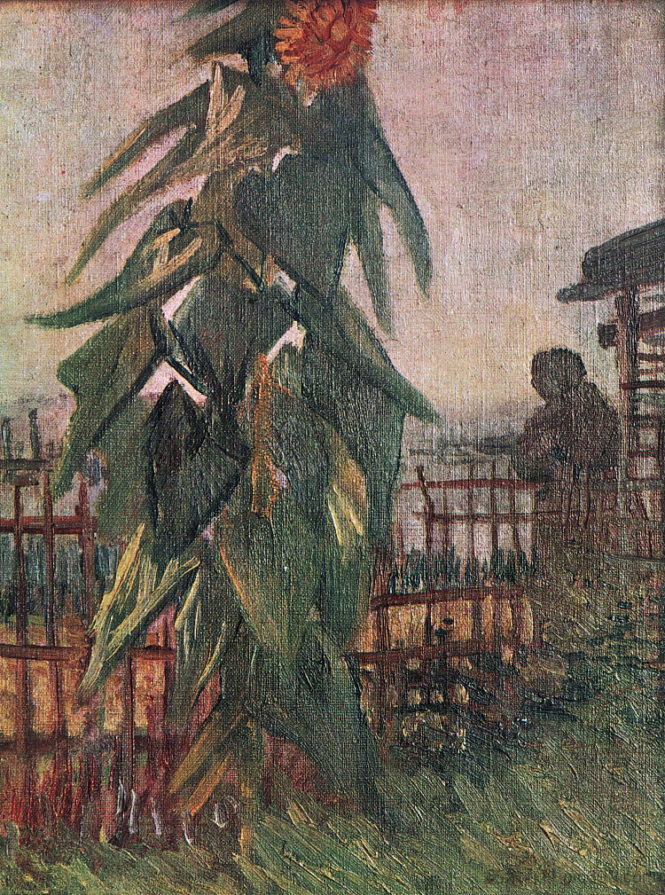 向日葵花园 The Garden with Sunflower (1887; Paris,France  )，文森特·梵高