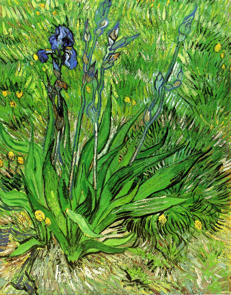 鸢尾花 The Iris (1889; Saint-rémy-de-provence,France  )，文森特·梵高