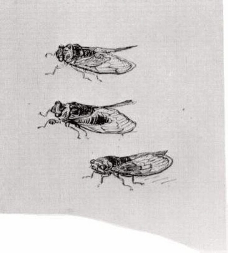 三只蝉 Three Cicadas (1889; Saint-rémy-de-provence,France  )，文森特·梵高