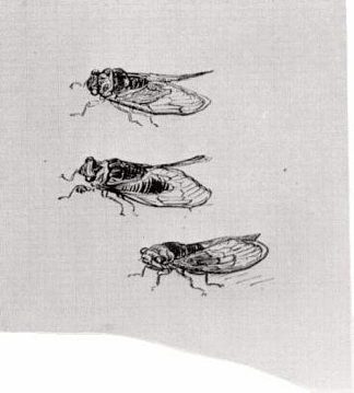 三只蝉 Three Cicadas (1889; Saint-rémy-de-provence,France                     )，文森特·梵高