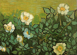 野玫瑰 Wild Roses (1890; Auvers-sur-oise,France                     )，文森特·梵高