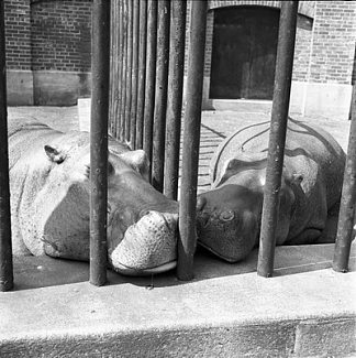 纽约（两只河马） New York (Two Hippos) (1955)，薇薇安·迈尔