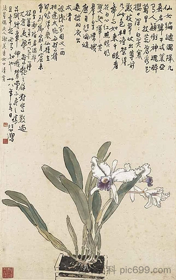 卡特莱亚 Cattleya (1939)，徐北红